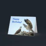 Happy Birthday osprey flapping wings Card Karte<br><div class="desc">Photograph of an Osprey or Hawk flapping his wings with the words "Happy Birthday!", displayed on the front of a Card. Inside of the card says "Happy Birthday to the greatest Brother in the world!". --- You can change the text if you would like to. --- Photograph is copyrighted by...</div>