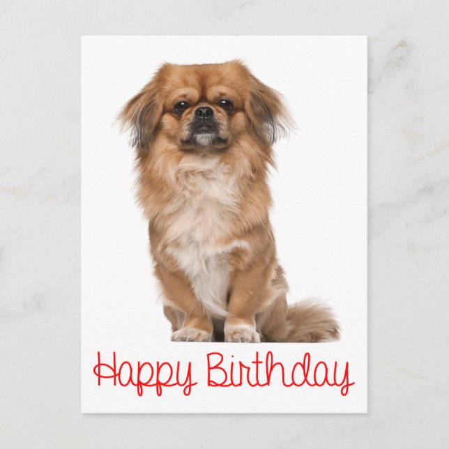 Happy Birthday Pekingese Puppy Dog Postkarte (Vorderseite)