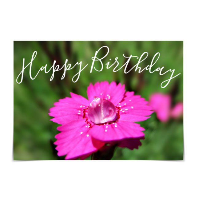 "Happy Birthday" Pink Dianthus Raindrop Card Karte (Von Creator hochgeladen)