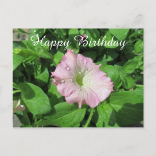 Happy Birthday Pink Petunia Fotografie Postkarte