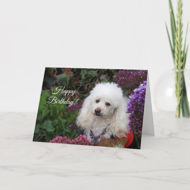 Happy Birthday Poodle Hundekarte Karte (Vorderseite)