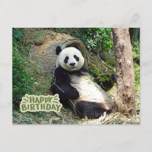 Happy Birthday Riant Panda Bär Postkarte