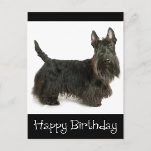 Happy Birthday Scottish Terrier Puppy Postcard Postkarte