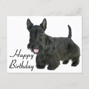 Happy Birthday Scottish Terrier Puppy Postcard Postkarte