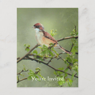 Happy Birthday Watercolor Whitethroat Bird Thema Einladung