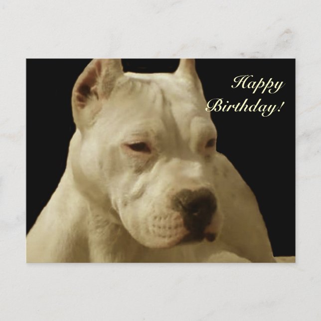 Happy Birthday White Pitbuls Postkarte (Vorderseite)