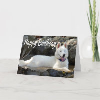 Happy Birthday White Siberian Husky Welpe Hund