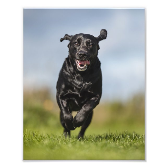 Happy Black Labrador Retriever läuft Fotodruck (Vorne)