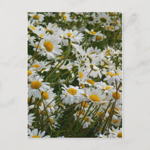 Happy Blume Meadow - Happy face lächelnd daisy Postkarte