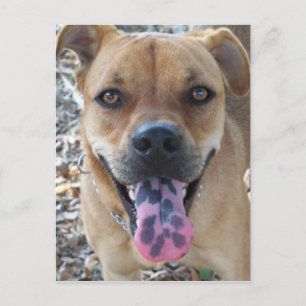 Happy Brown Hund mit gepunkteter Zunge Postkarte