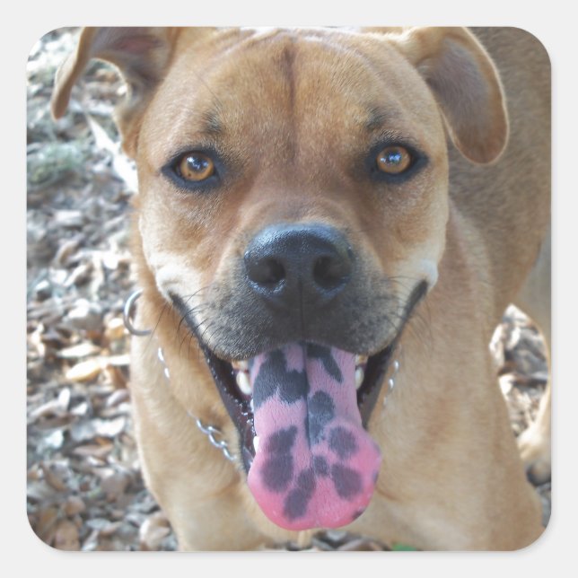 Happy Brown Hund mit gepunkteter Zunge Quadratischer Aufkleber (Vorderseite)