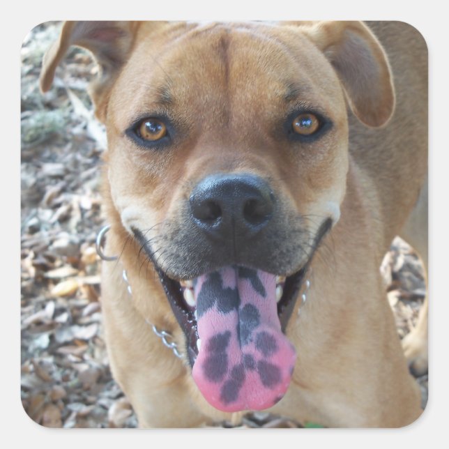 Happy Brown Hund mit gepunkteter Zunge Quadratischer Aufkleber (Vorderseite)