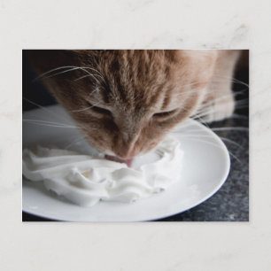 Happy Cat Postcard Postkarte