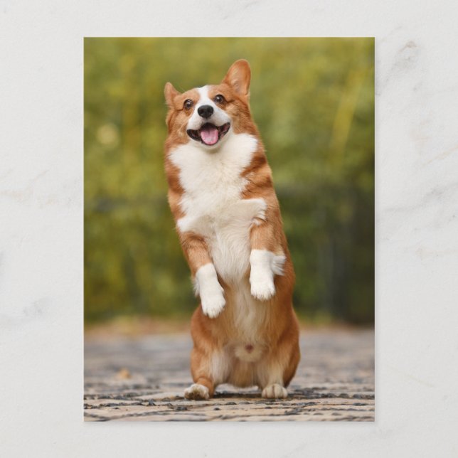 Happy Corgi Puppy Stehendes Foto Postkarte (Vorderseite)