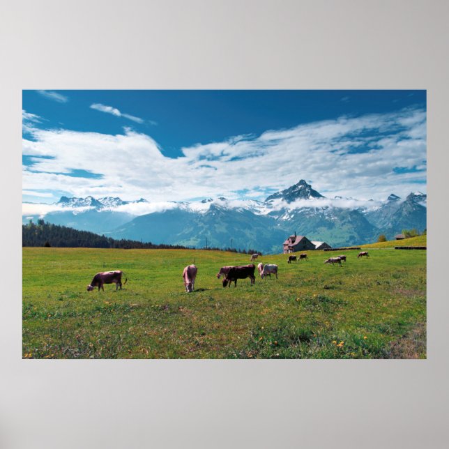 Happy Cows on Farm in Switzerland Poster (Vorne)