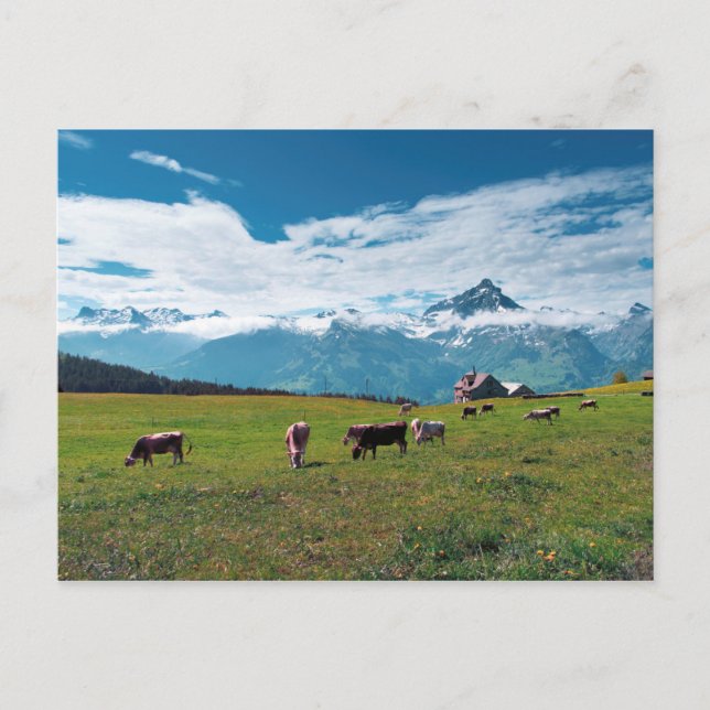 Happy Cows on Farm in Switzerland Postkarte (Vorderseite)