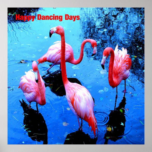 Happy Dancing Days flamingos Poster (Vorne)