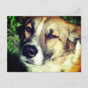 Happy Dog in the sun Carte postale Photo