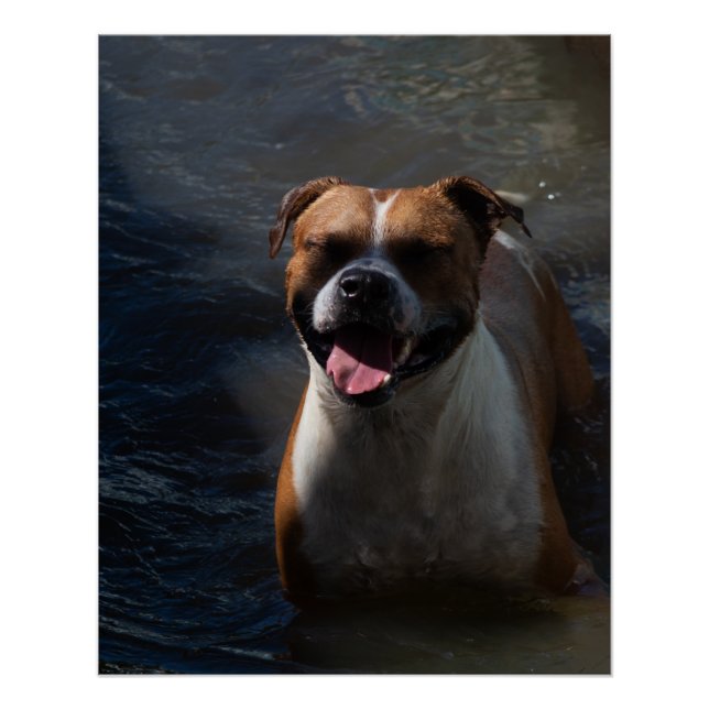 Happy Dog Swimming Poster (Vorderseite)