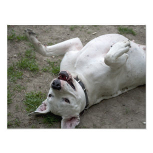 Happy Dogo Argentino Girl Fotodruck