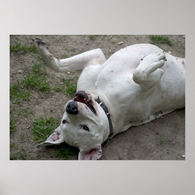 Happy Dogo Argentino Girl Poster (Vorne)