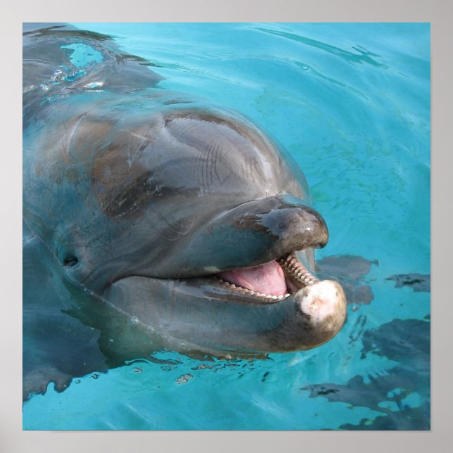 Happy Dolphin Poster (Vorne)