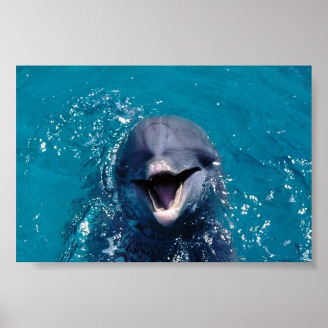 Happy Dolphin Poster (Vorne)