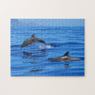 Happy Dolphins