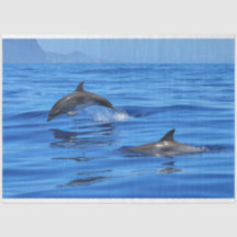 Happy Dolphins