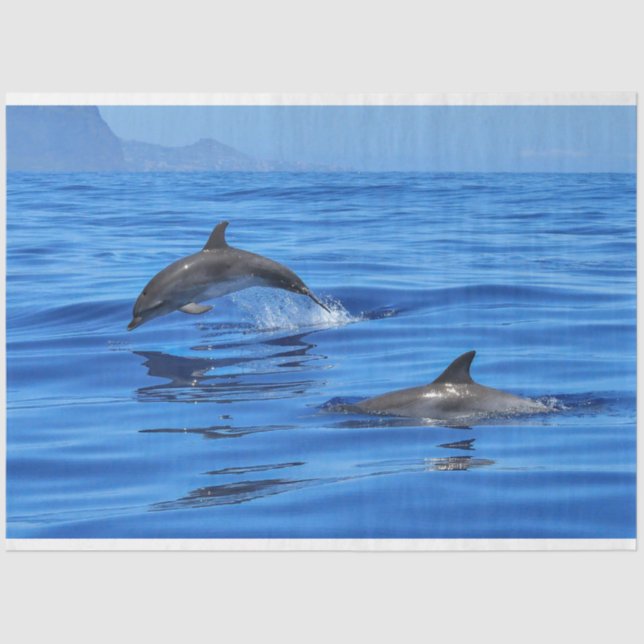 Happy Dolphins Seidenpapier (Vorderseite)