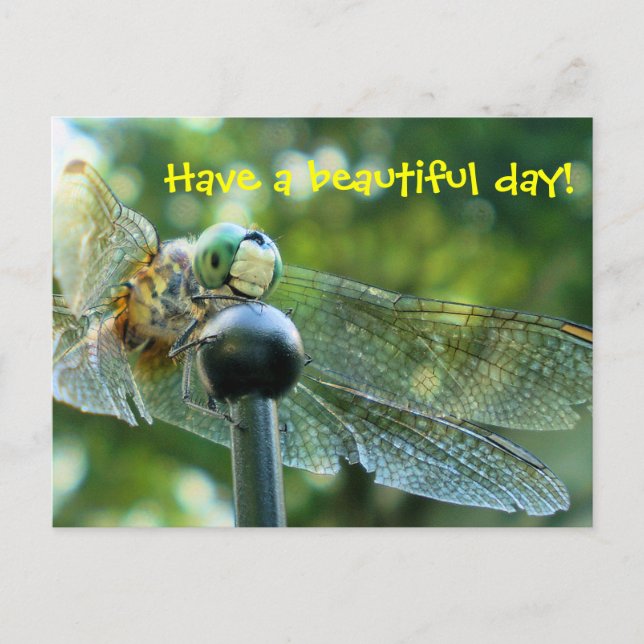 Happy Dragonfly Postkarte (Vorderseite)