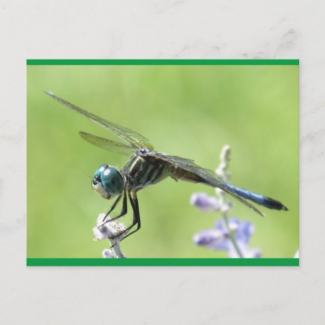 Happy DragonFly Postkarte (Vorderseite)