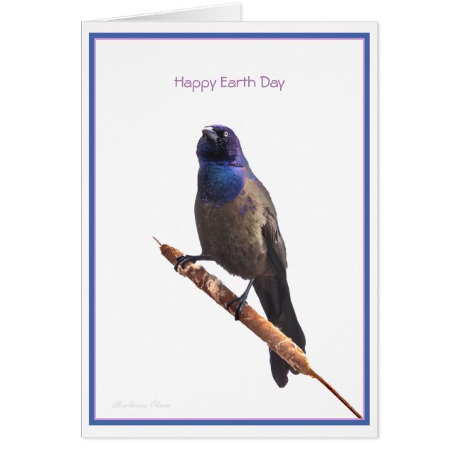 Happy Earth Day: Common Grackle (Vorne)