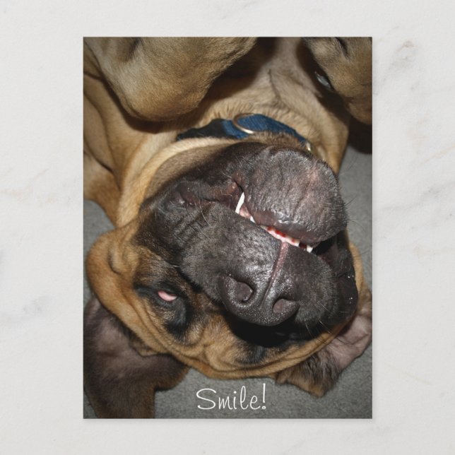 Happy Face - Funny English Mastiff Dog Foto Postkarte (Vorderseite)