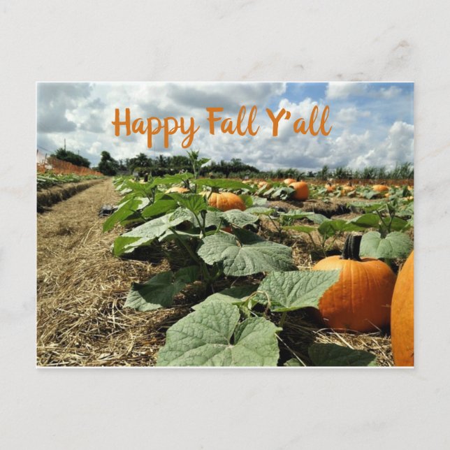 Happy Fall Pumpkins in einem Patch-Foto Postkarte (Vorderseite)