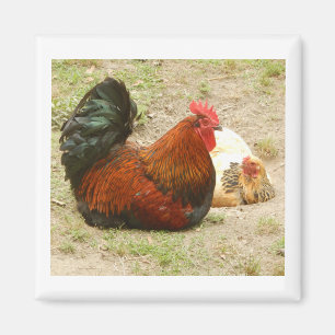 Happy Family - Rooster & Chicken 2" Magnet