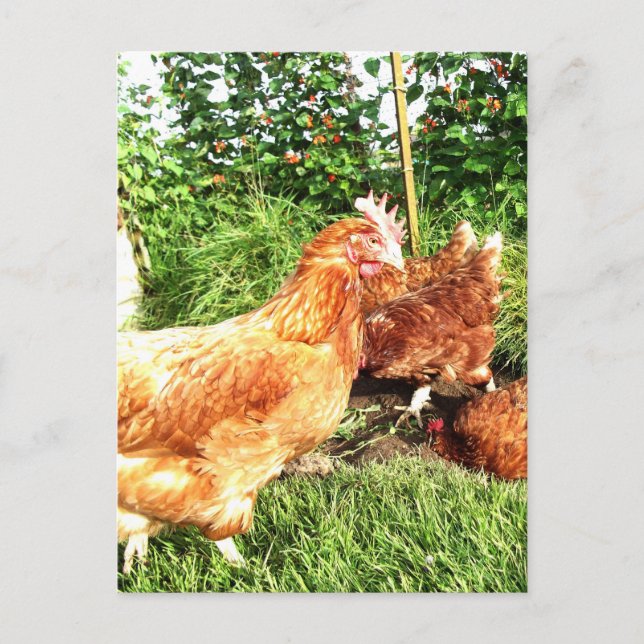 Happy Free Range Ex-Batterie Hühner Postkarte (Vorderseite)