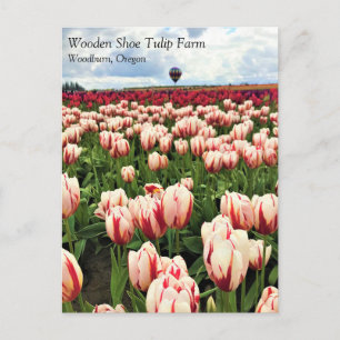 Happy Generation Tulip Field, Oregon Postcard Postkarte