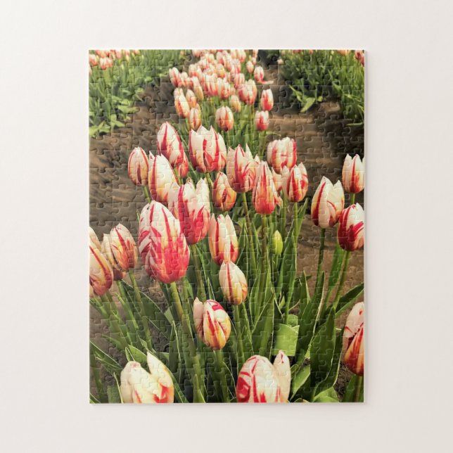 Happy Generation Tulips (Vertikal)