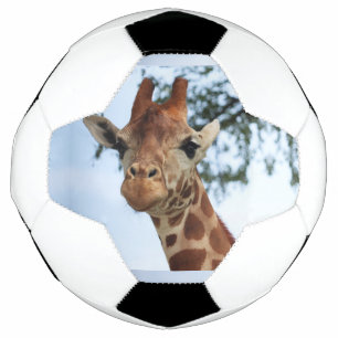 Happy Giraffe Nah Up Wildlife Safari Fußball