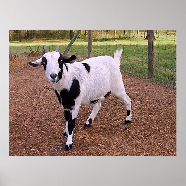 Happy Goat Poster (Vorne)
