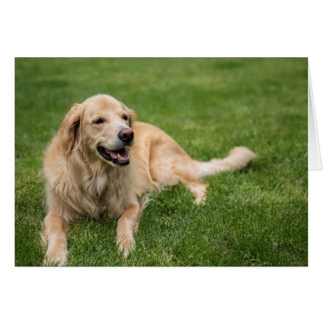 Happy Golden Retriever (Vorderseite (Horizontal))
