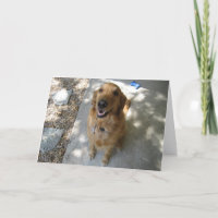 Happy Golden Retriever