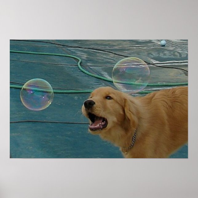 Happy Golden Retriever Poster (Vorne)