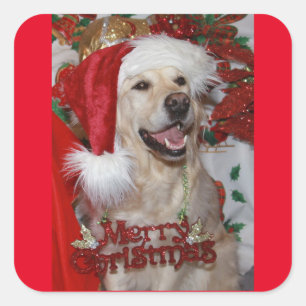 Happy Golden Retriever zu Weihnachten Quadratischer Aufkleber
