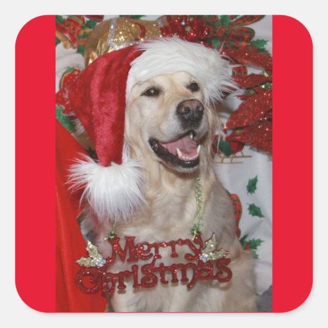 Happy Golden Retriever zu Weihnachten Quadratischer Aufkleber (Vorderseite)