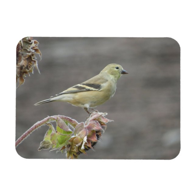 Happy Goldfinch und Sonnenblumen Magnet (Horizontal)