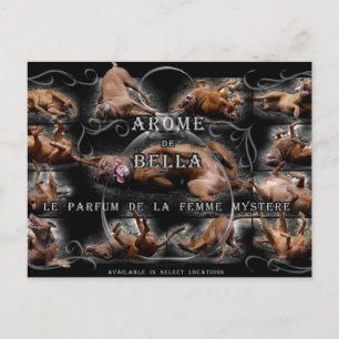 Happy Goofy Chocolate Labrador Pit Mix Dog Collage Postkarte