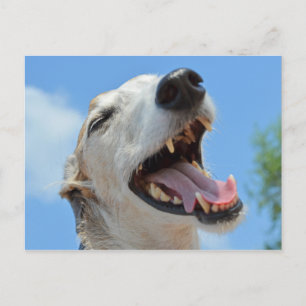 Happy Greyhound Lächeln Closeup Postkarte