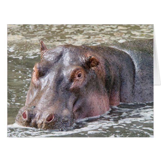 Happy Hippo (Vorderseite (Horizontal))